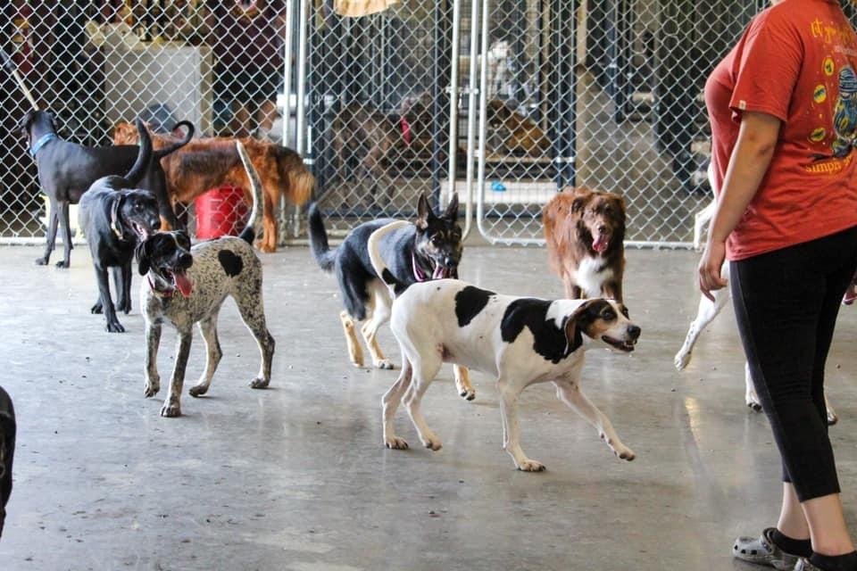 Dog Gallery Hickory, NC Kanupp Kennels