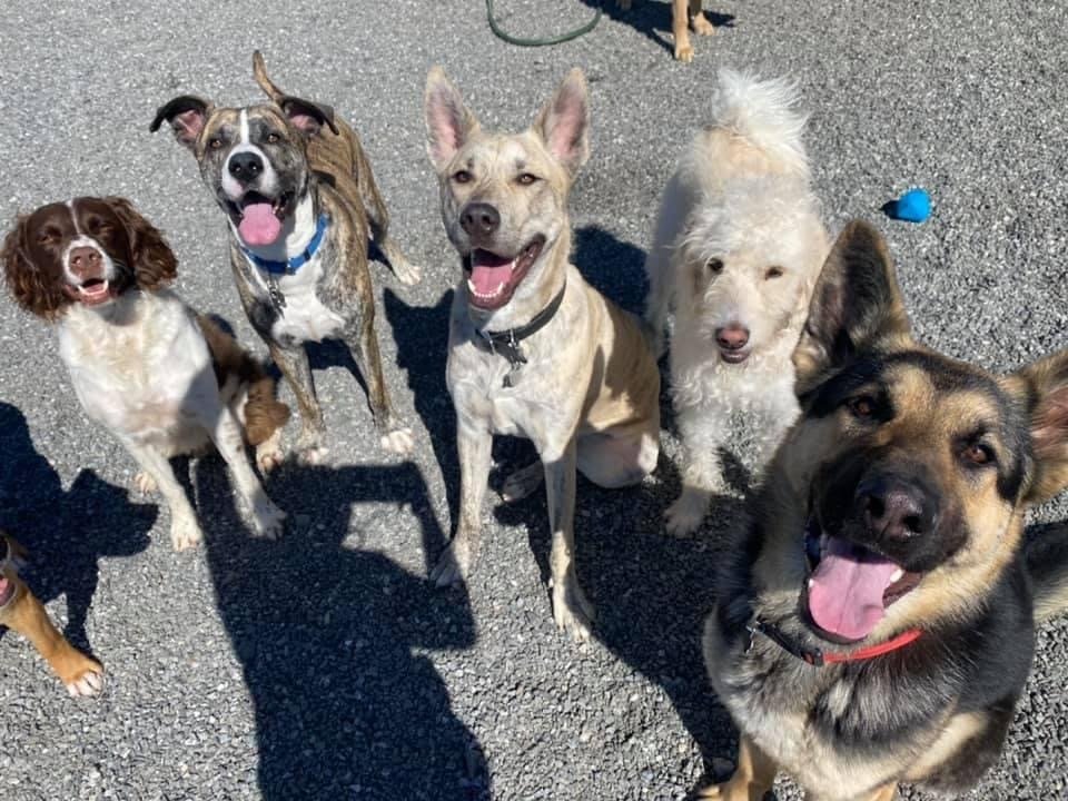 Dog Gallery Hickory, NC Kanupp Kennels