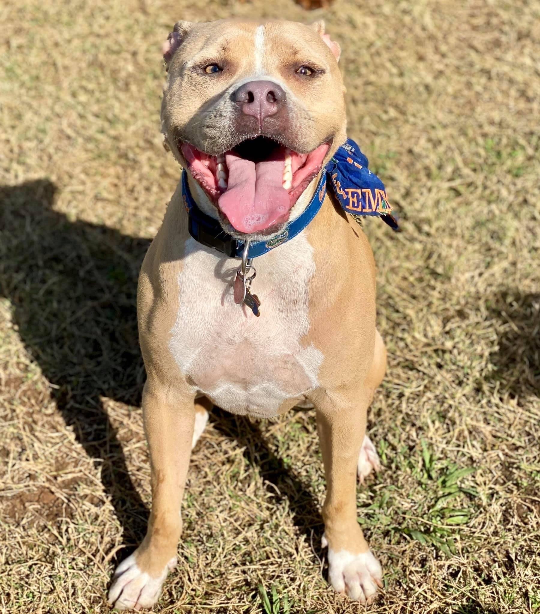 Dog Gallery Hickory, NC Kanupp Kennels