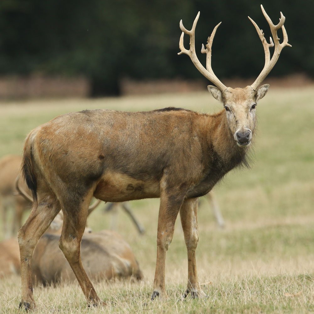 Deer Hunting Near DFW, TX Ranger Ridge Estates