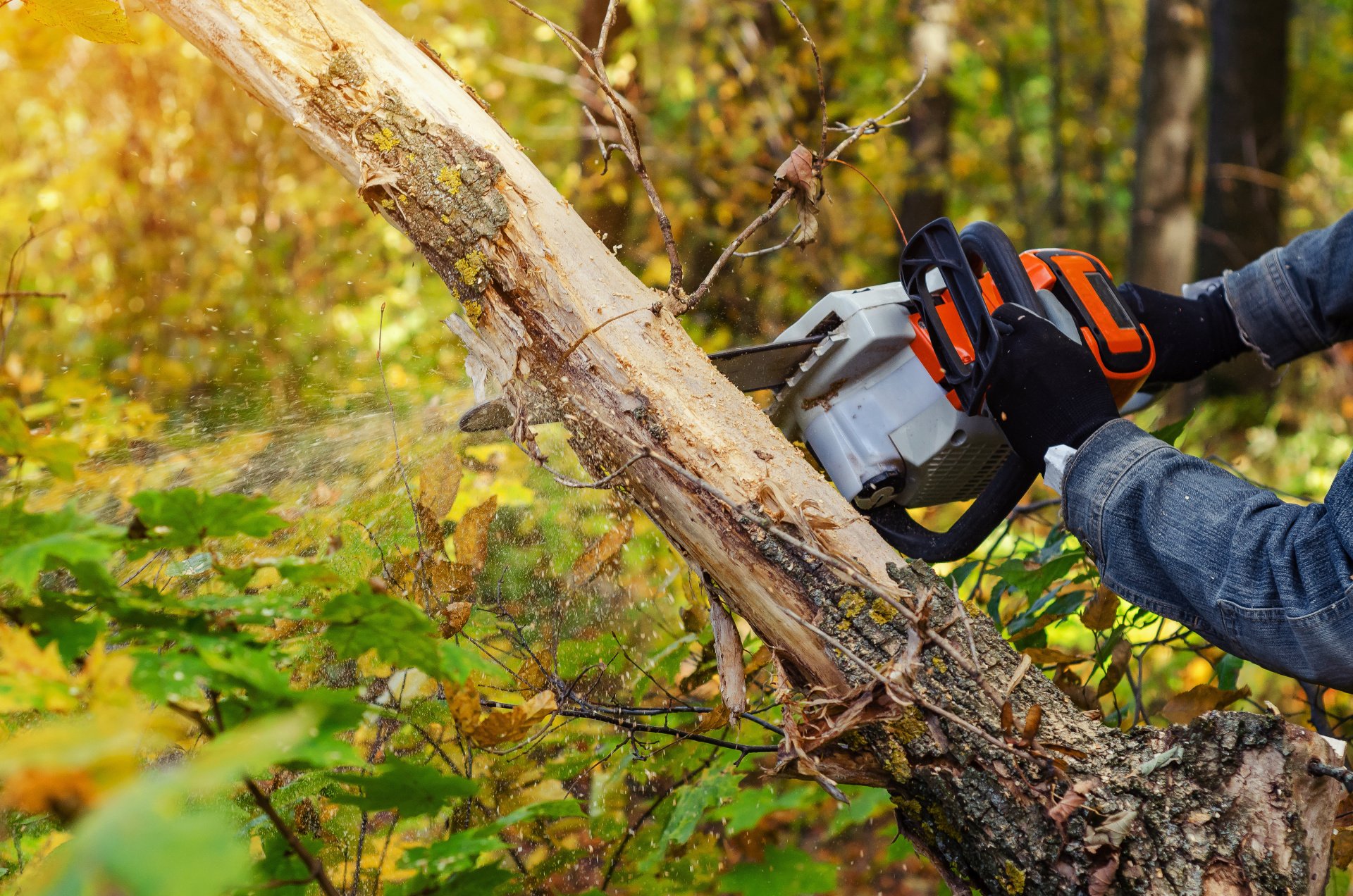 E&A Professional Tree Service Tree Removal Lufkin, TX