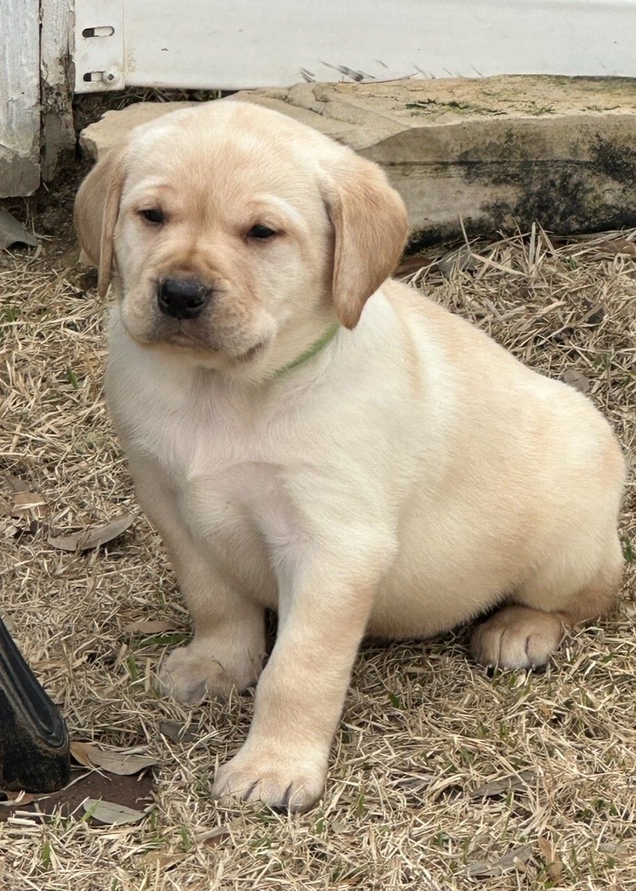 Puppies for Adoption, Dog Boarding Spring Branch, TX Seven Oaks Kennel