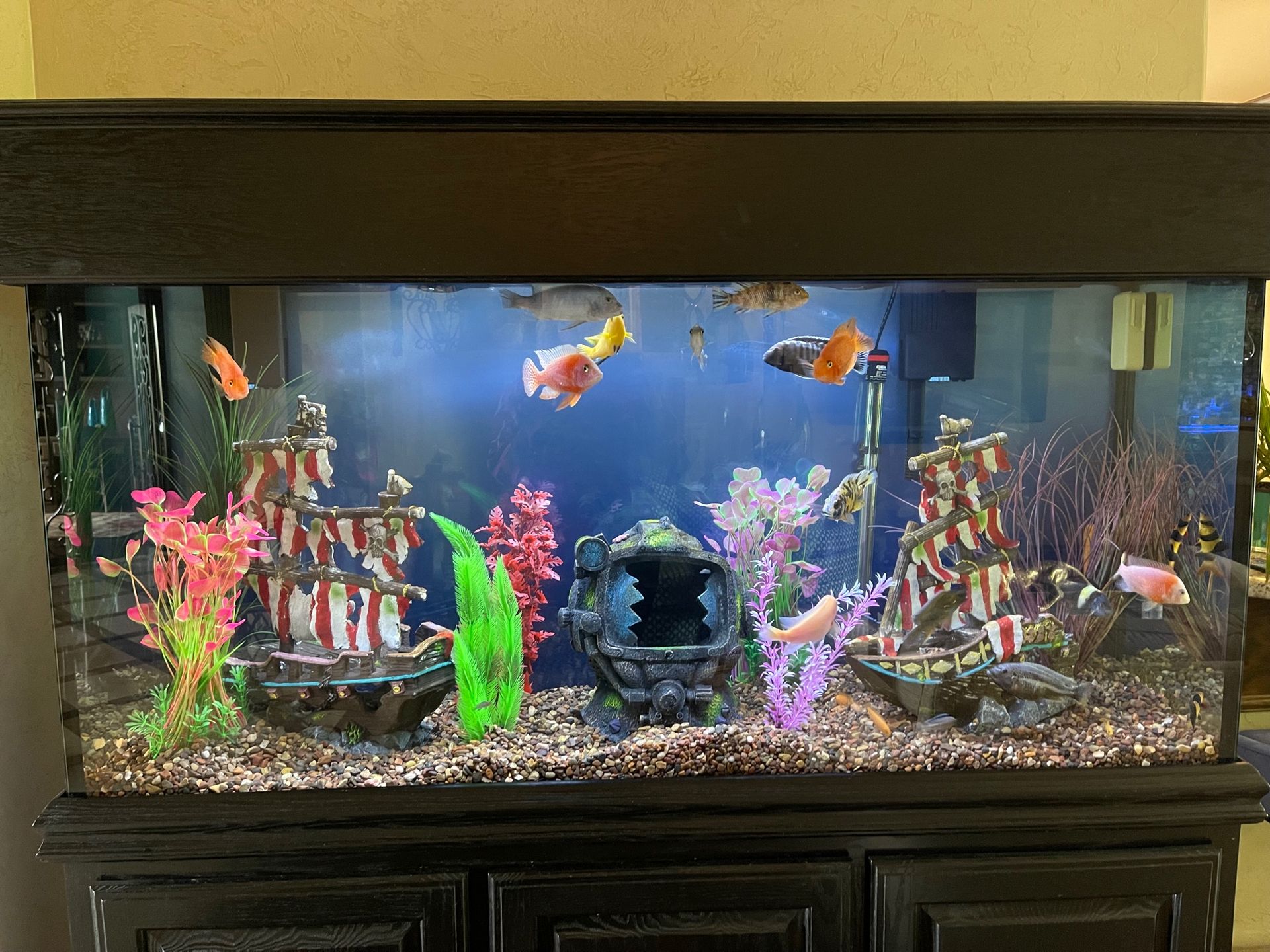 Stunning Freshwater Aquarium Designs Edmond, OK AAS