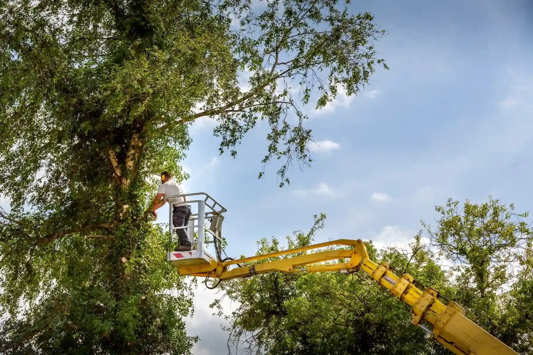 Austin Tree Care Ensuring Tree Health & Aesthetic