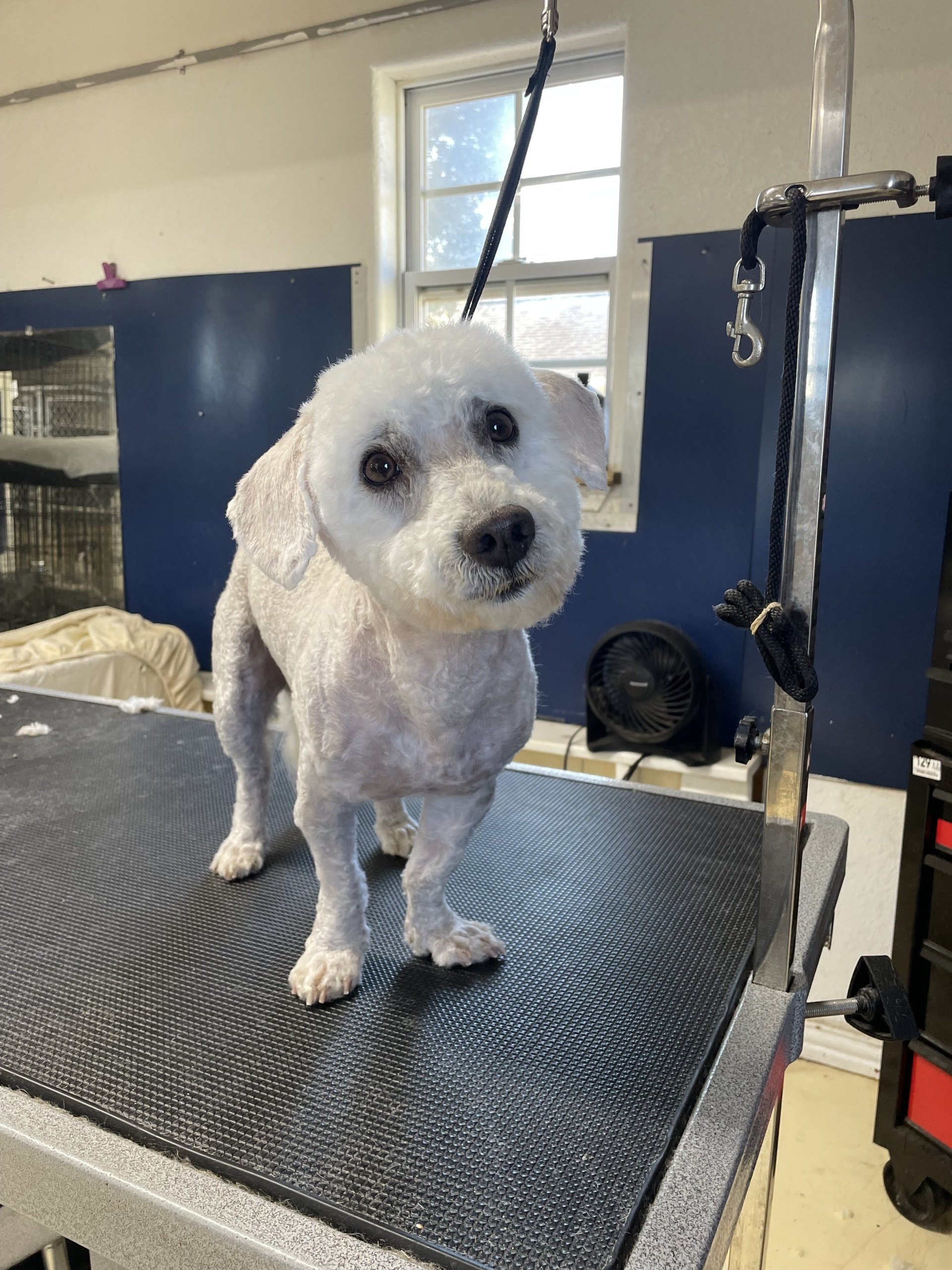 Boarding Kennel Dickinson, Texas 2813371666