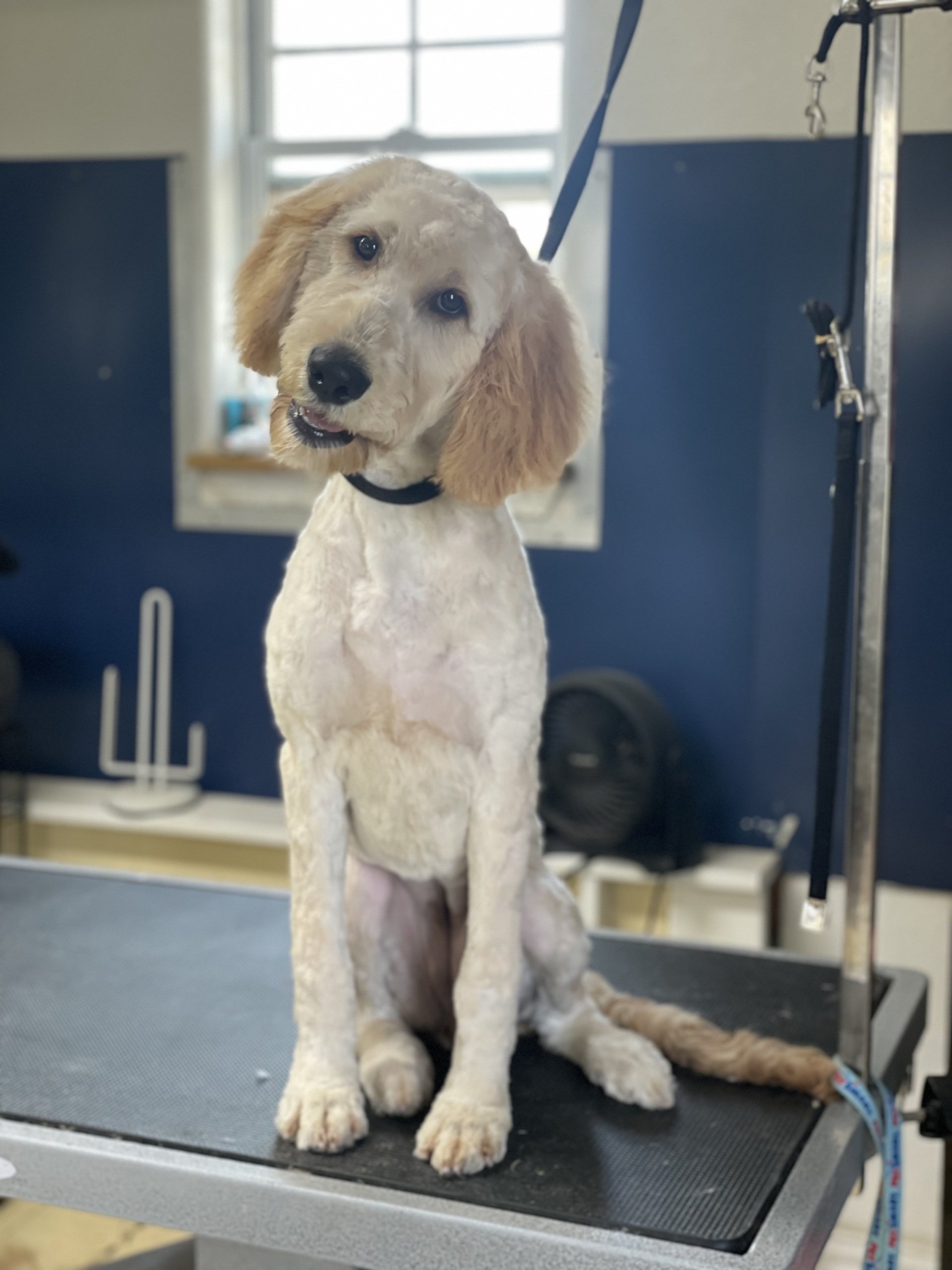 Boarding Kennel Dickinson, Texas 2813371666