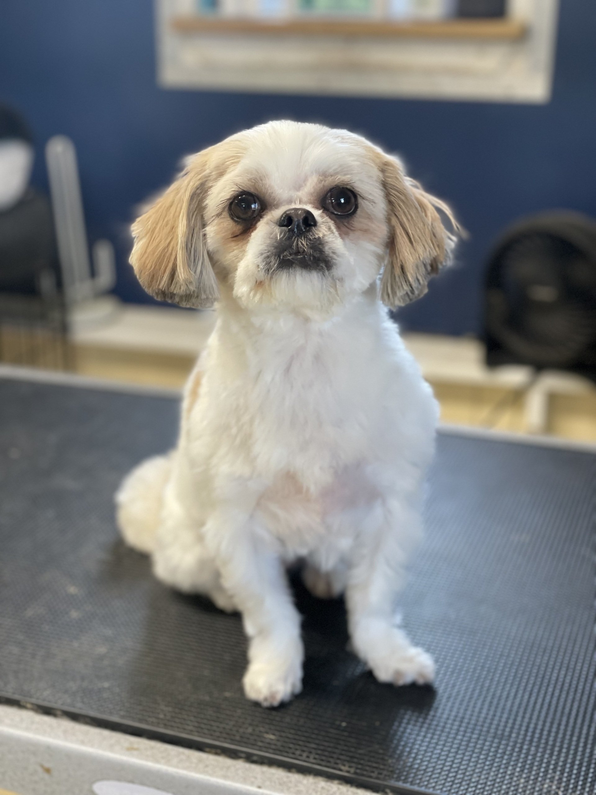 Boarding Kennel Dickinson, Texas 2813371666