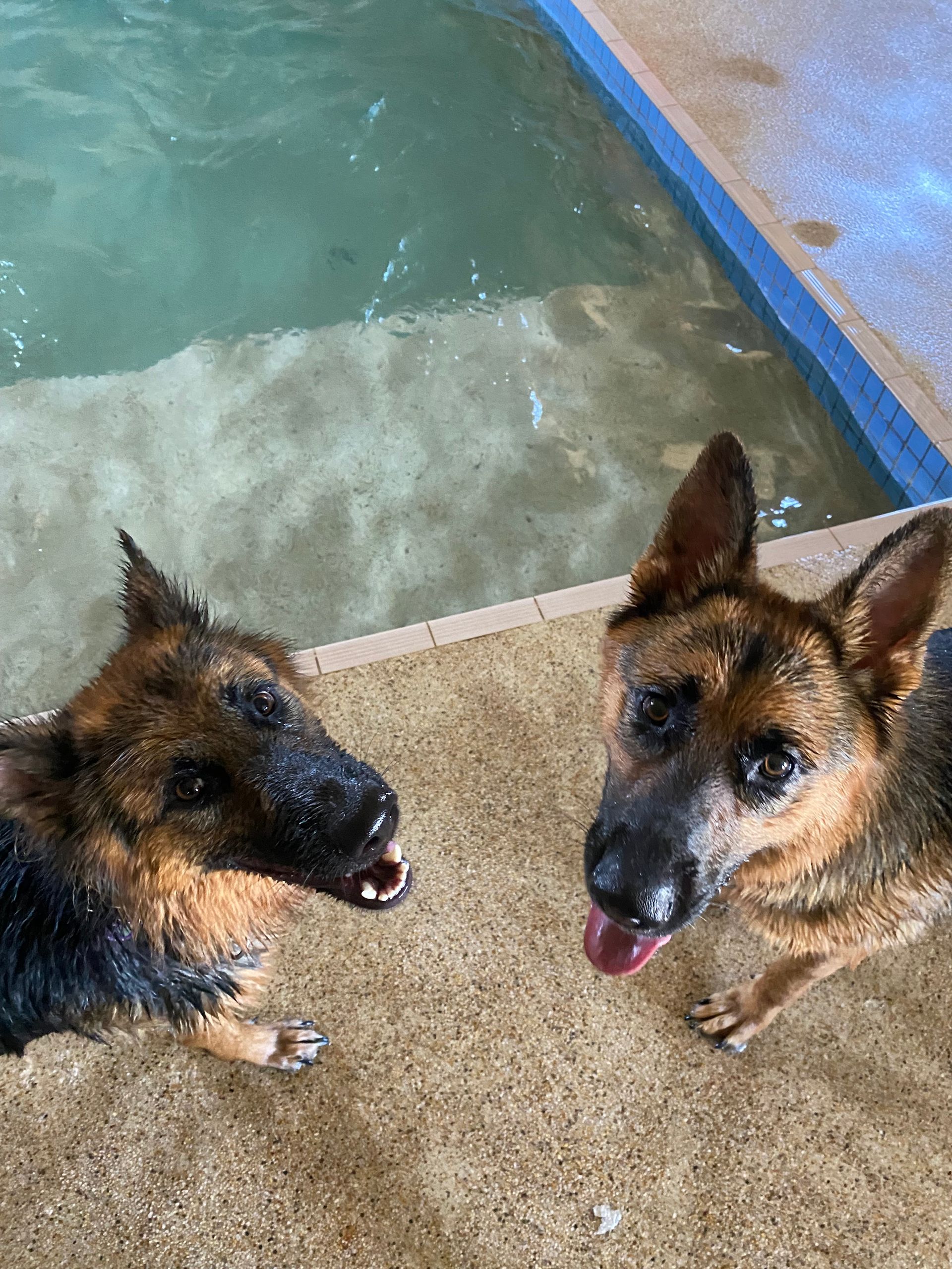 Boarding for Cats & Dogs Tamworth Precious Pets Boarding Kennels