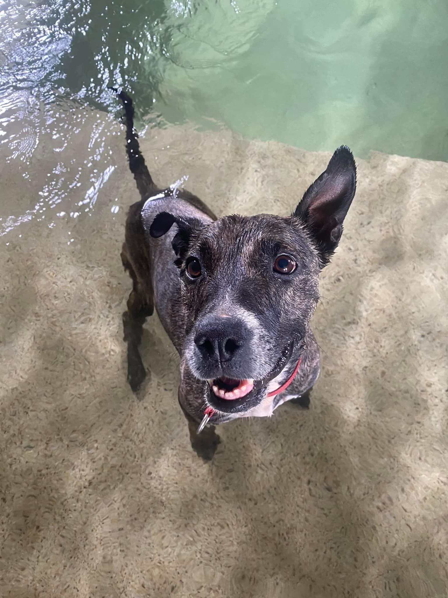 Boarding for Cats & Dogs Tamworth Precious Pets Boarding Kennels