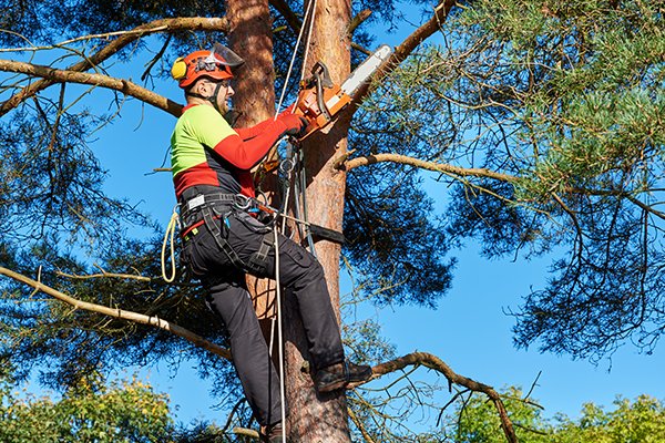 Tree Trimming Austin, TX JP’s Tree Service