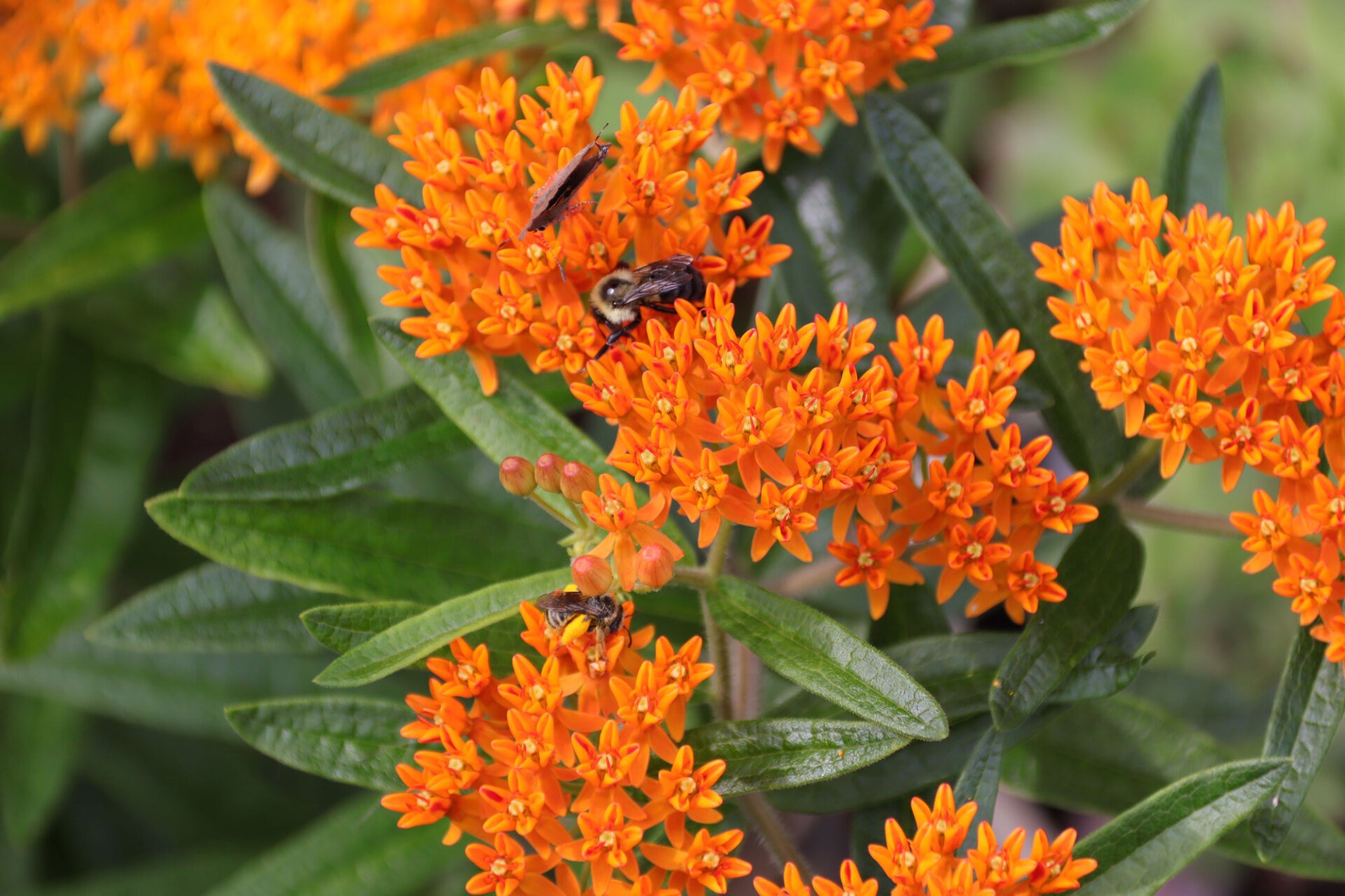 Oakvillegreen Conservation Association Native Plant Sale