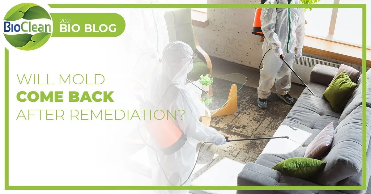 Will Mold Come Back After Remediation?