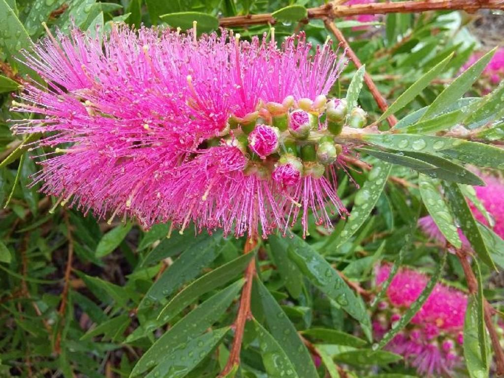 Services Gladstone Garden & Landscaping Supplies