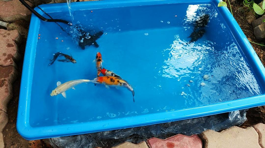 Plastic Fish Pond Plastic Containers Butterfly Plastic