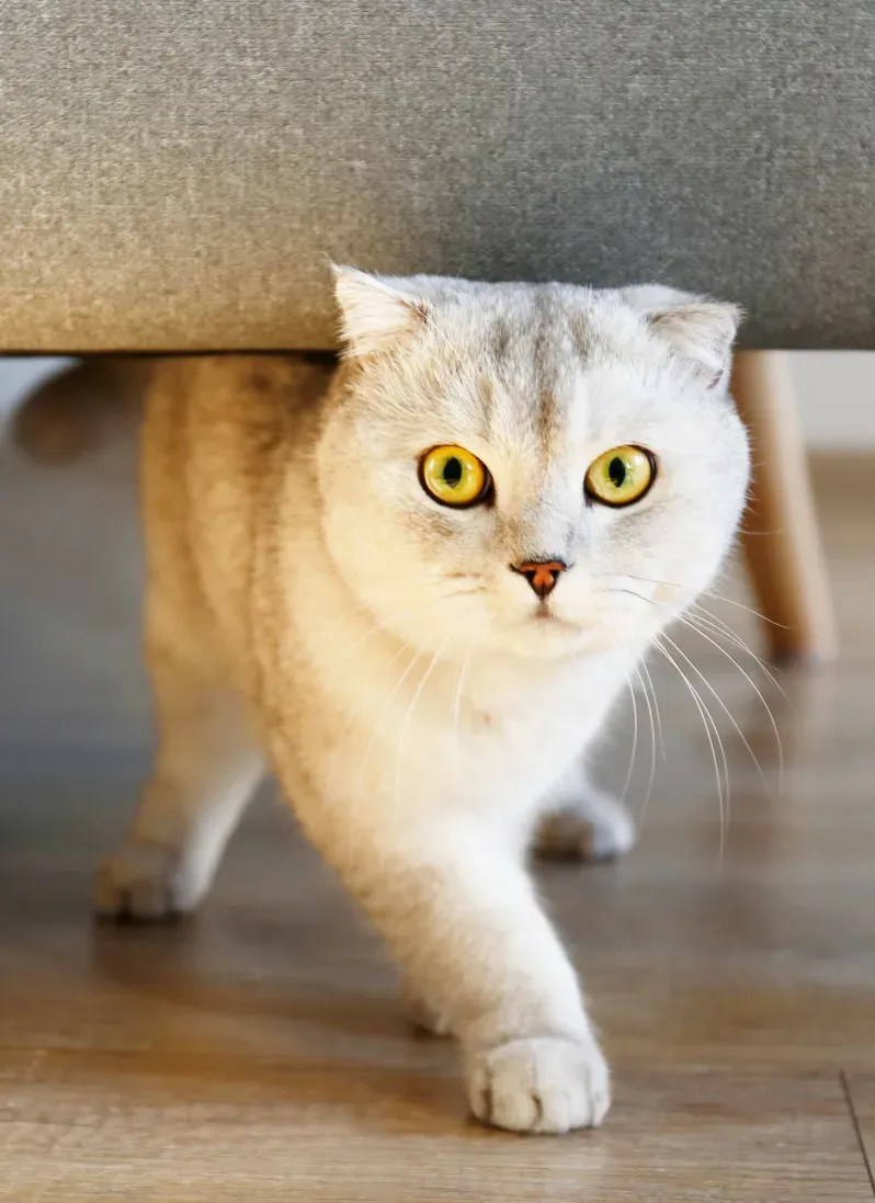 North WA Pet Friendly Apartments for Rent in Ruston