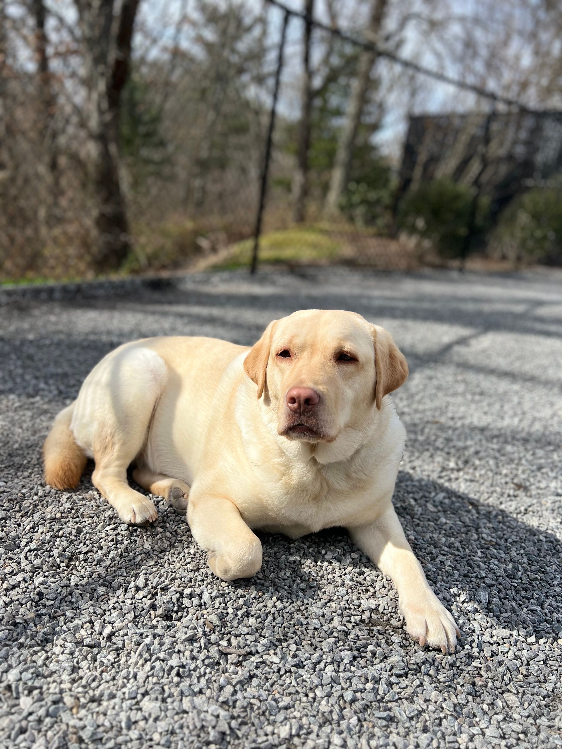 Dog Daycare Services You Work I'll Play Dog Daycare Asheville, NC