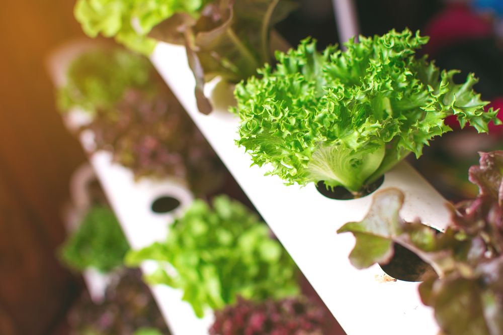 Hydroponics in Tablelands NQ Hydroponics