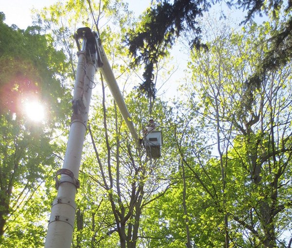 All Around Landscape & Tree Service Tree Service in Fairport, NY