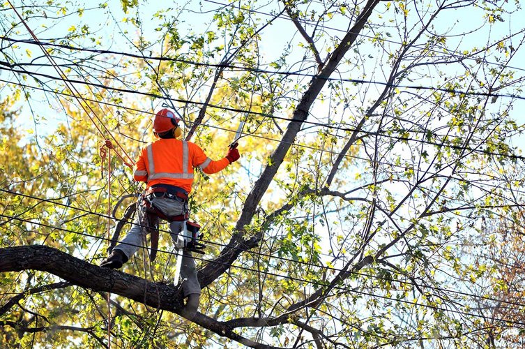 All Around Landscape & Tree Service Tree Service in Fairport, NY