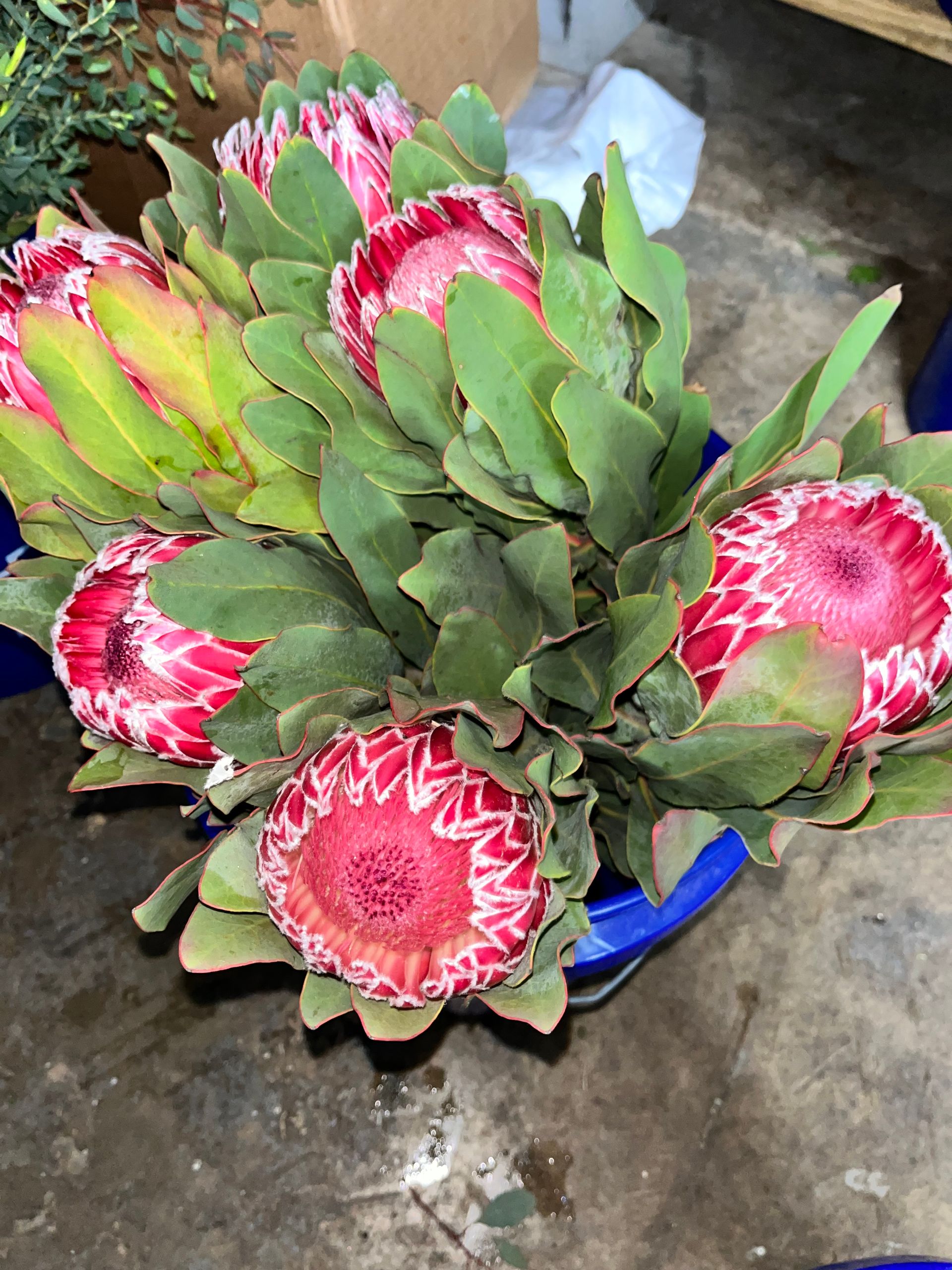 Florist Greenville, SC (864) 5580021