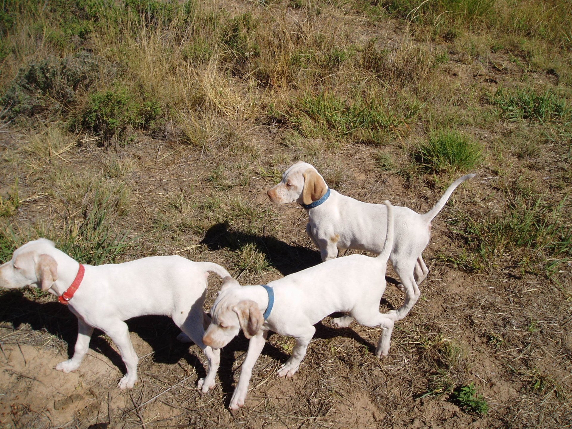 Oklahoma Quail Hunting,Guided Quail Hunt, Kansas Quail Hunting