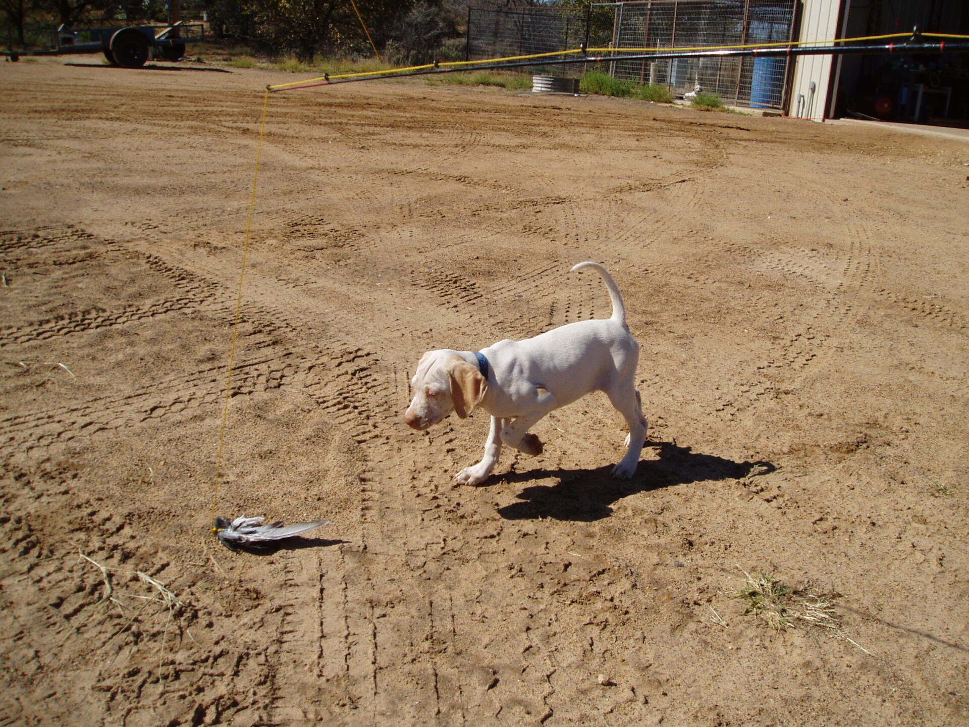 Oklahoma Quail Hunting,Guided Quail Hunt, Kansas Quail Hunting