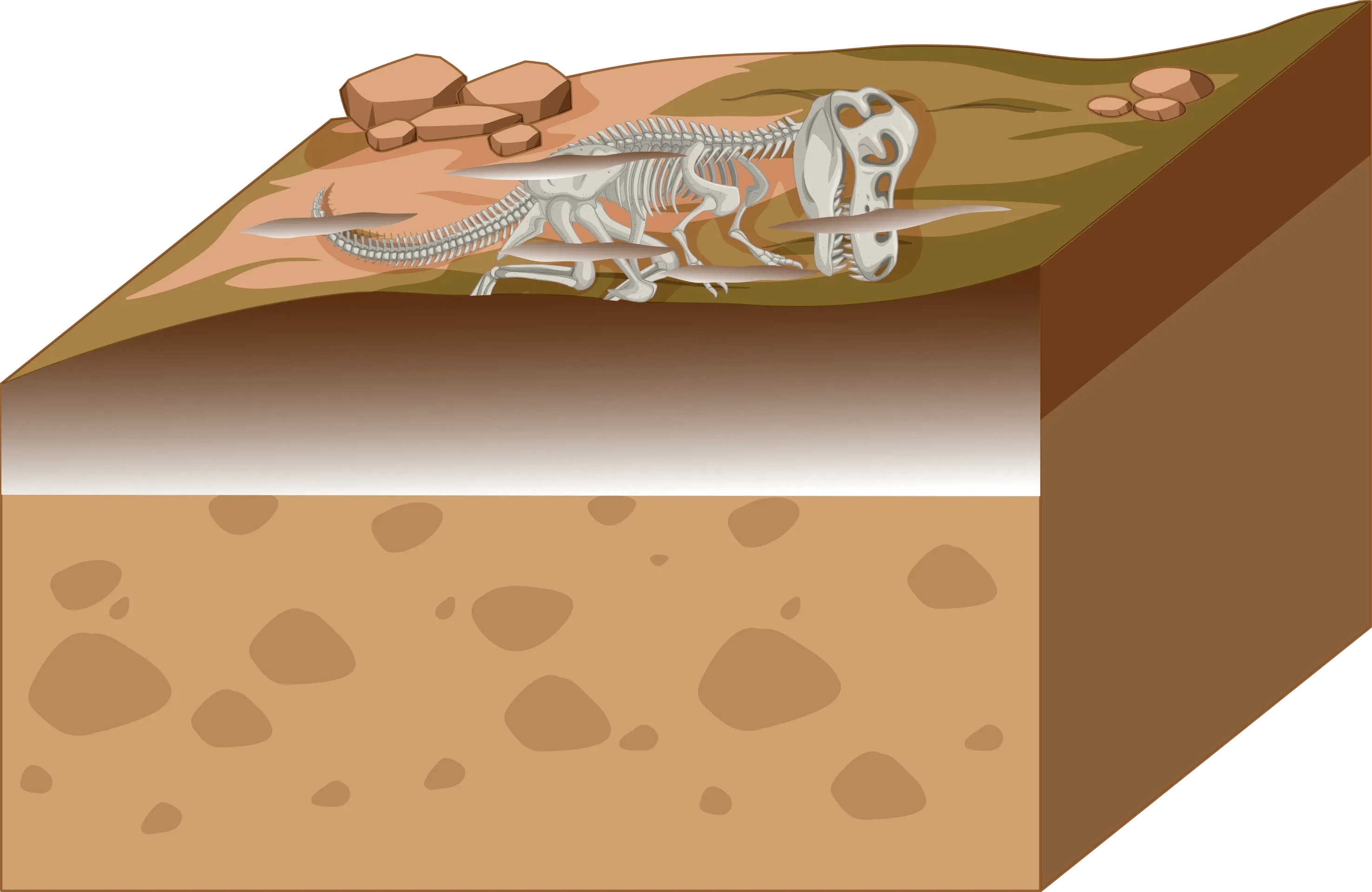 How Fossils Are Formed Home Learning Science KS2
