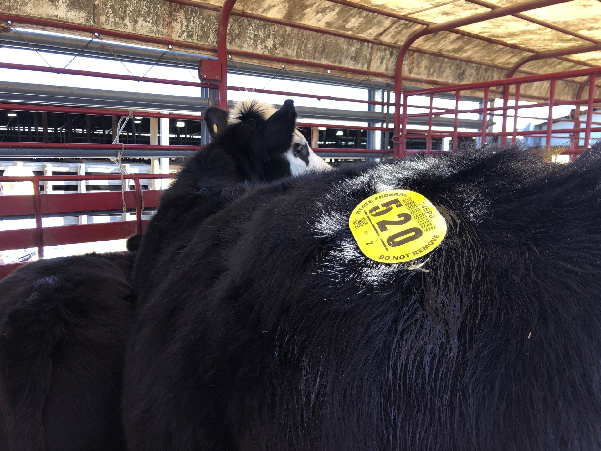 Brazos Valley Livestock Commission Bryan, TX Home