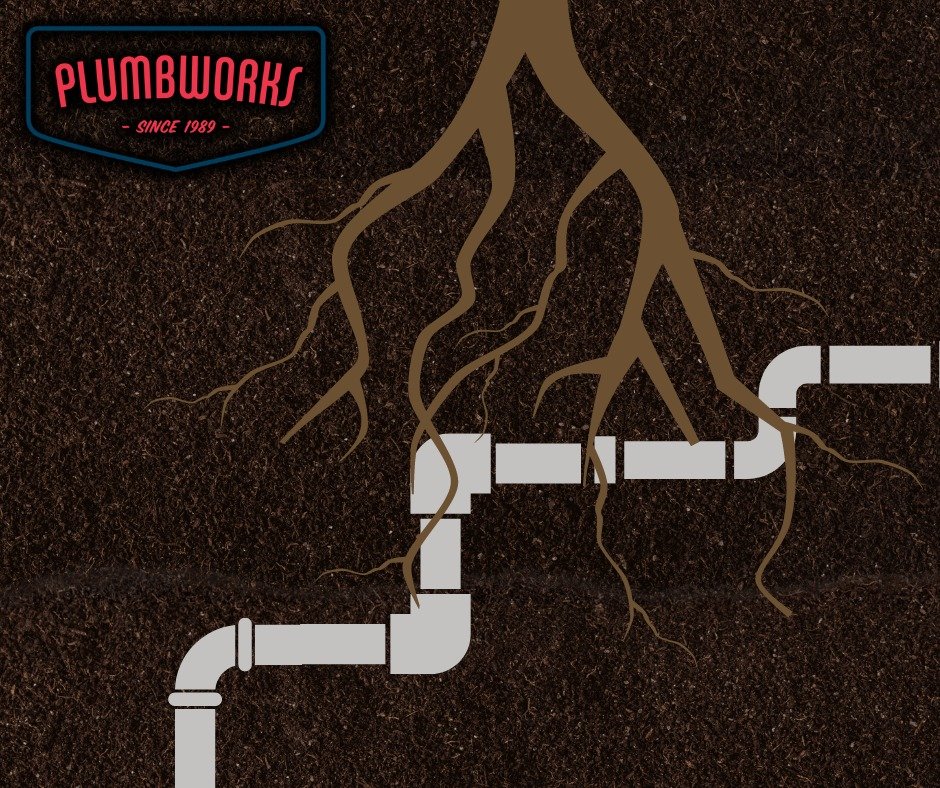 How Fast Do Tree Roots Grow in Sewer Lines? Plumb Works Inc