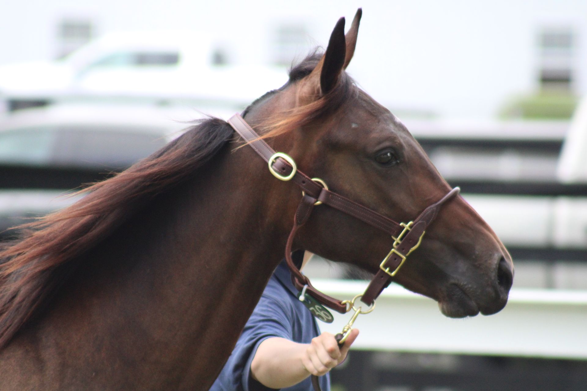 Land Of Lincoln Standardbred Sales Co. Gallery
