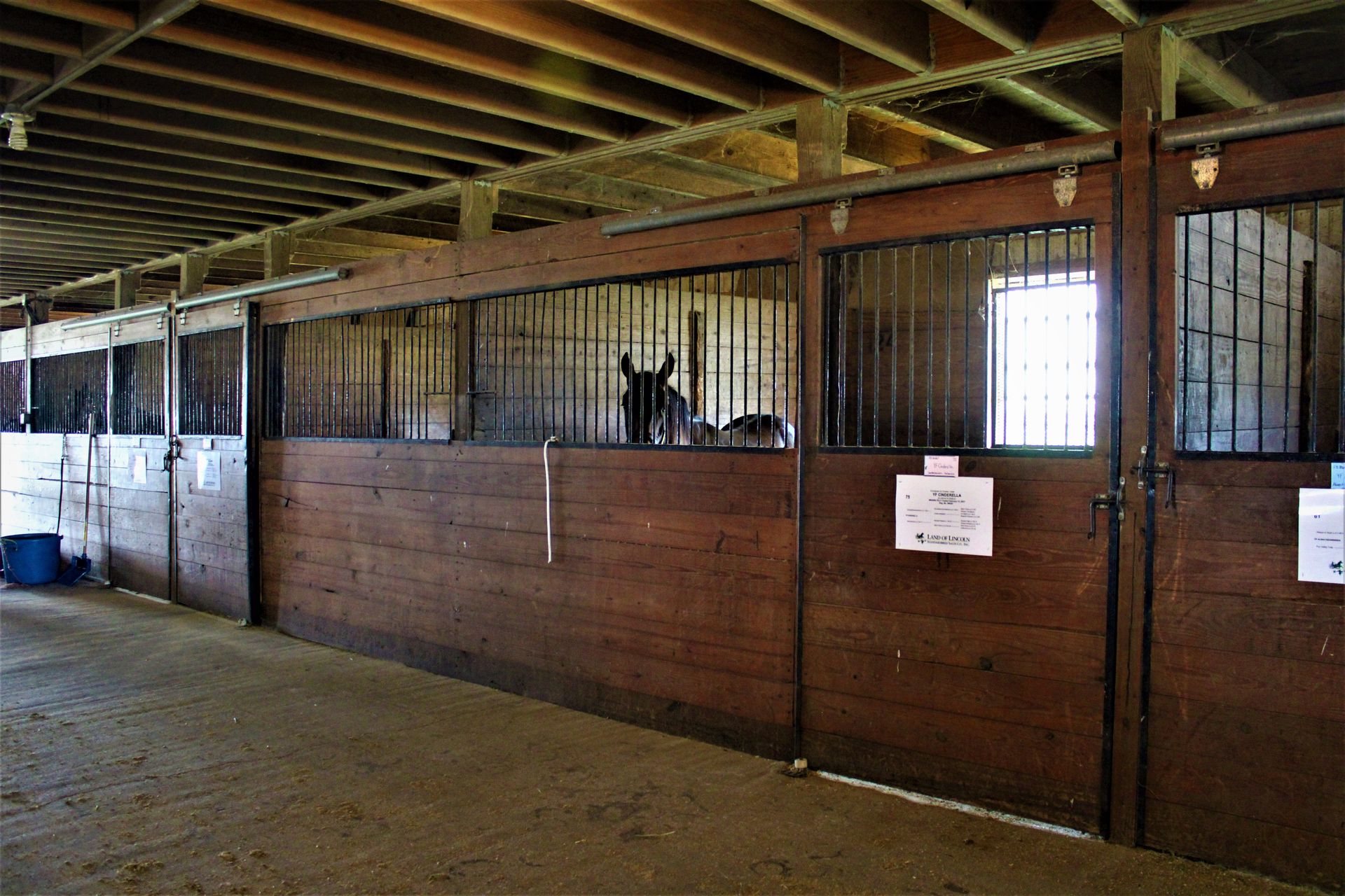 Land Of Lincoln Standardbred Sales Co. Gallery
