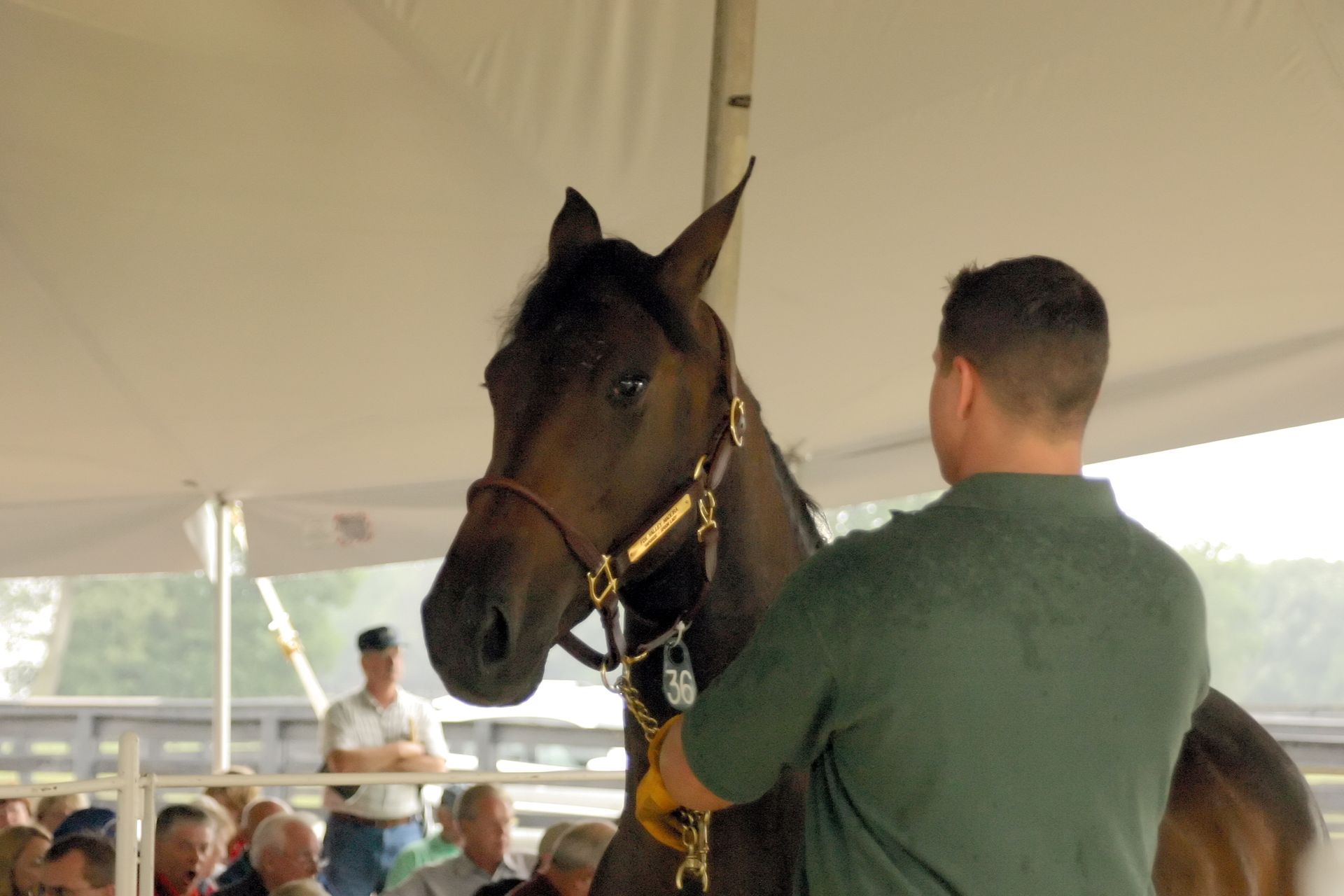 Land Of Lincoln Standardbred Sales Co. Gallery