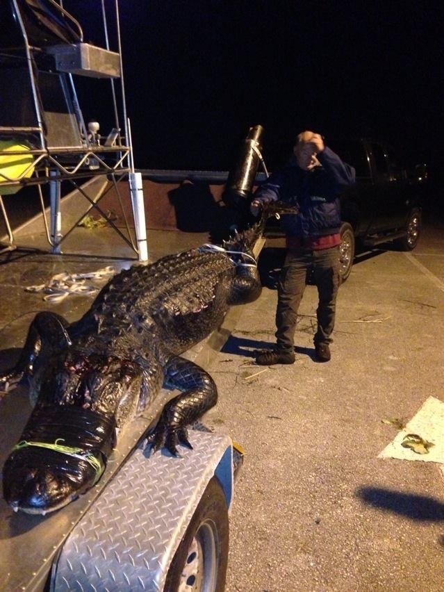 Nuisance Alligator Hunts Stumpknocker Bowfishing Fort Pierce, FL