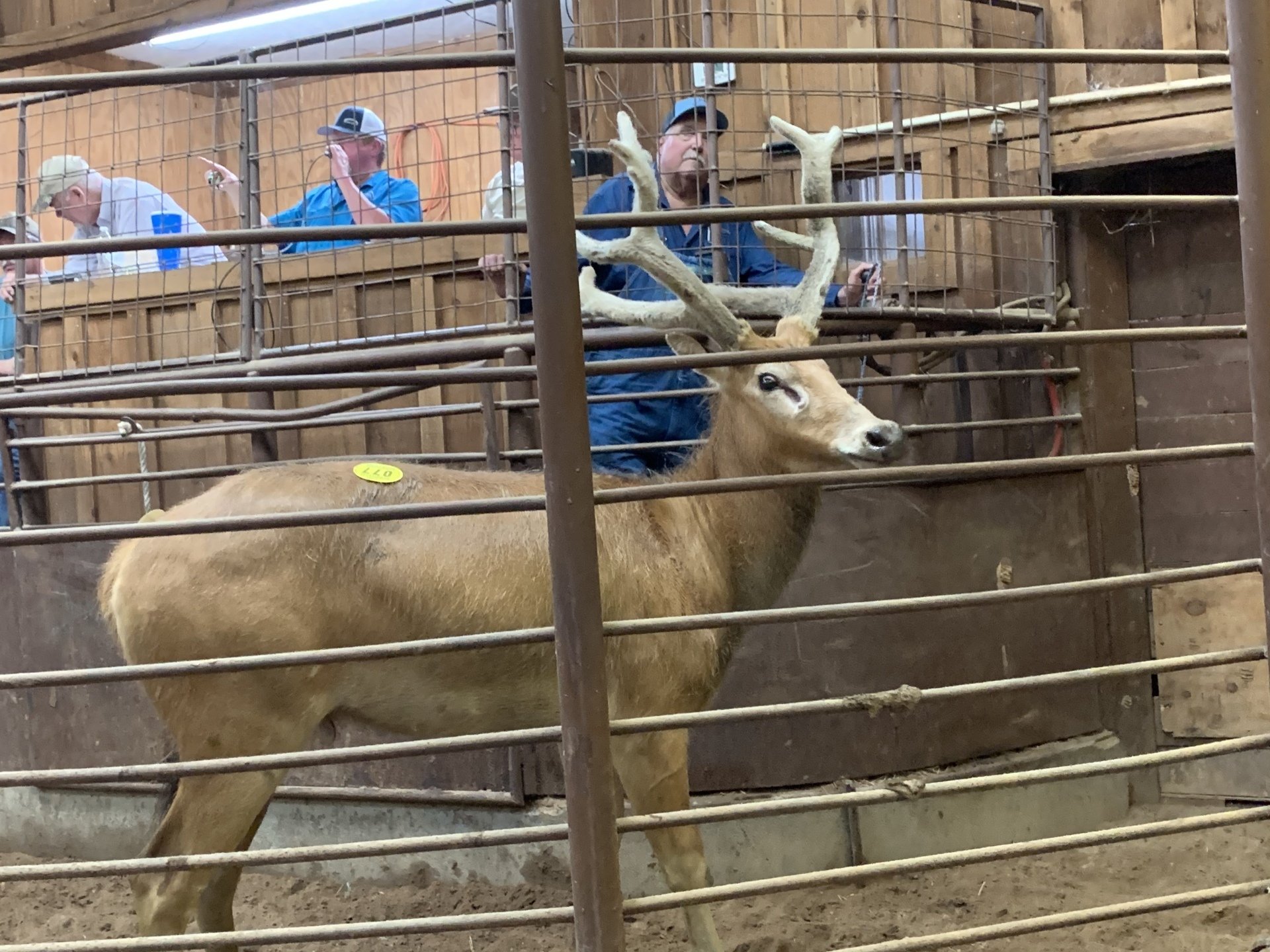 Exotic Animal Auction, Alternative Auctions, East Texas Livestock