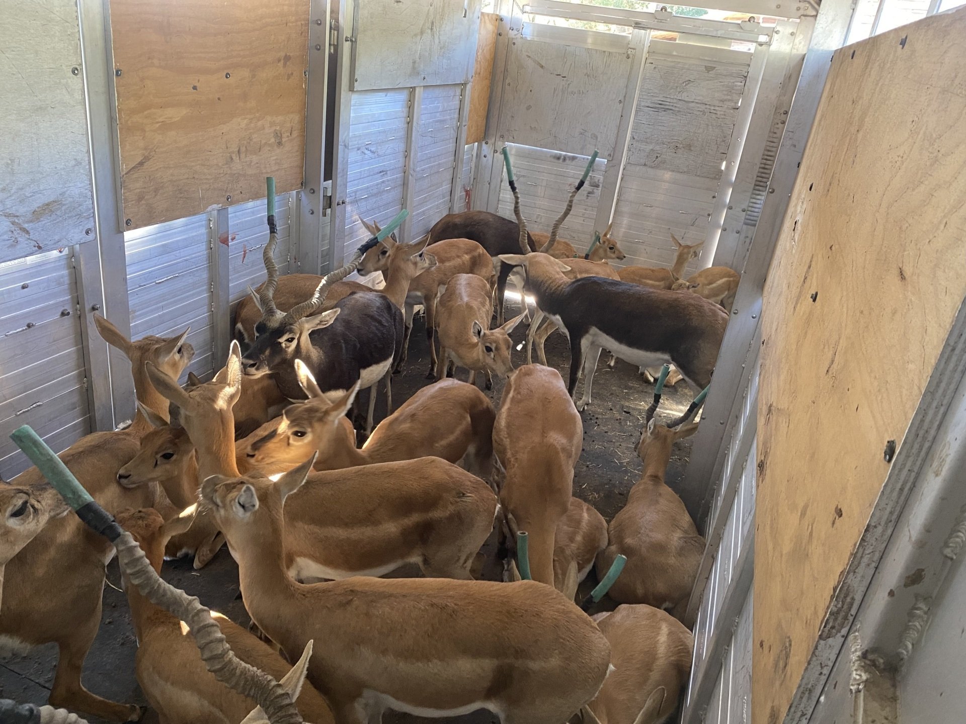 Exotic Animal Auction, Alternative Auctions, East Texas Livestock Auction, Texas livestock