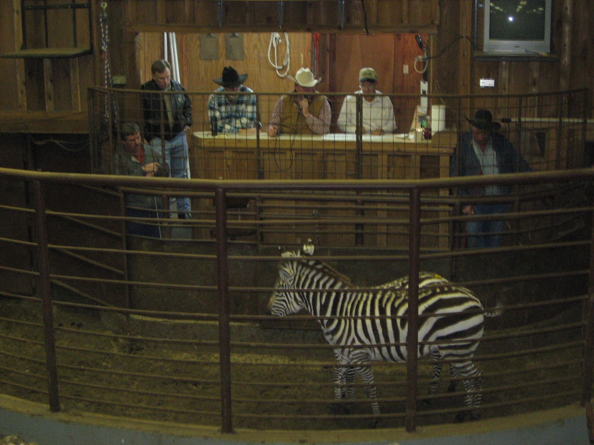 Exotic Animal Auction, Alternative Auctions, East Texas Livestock