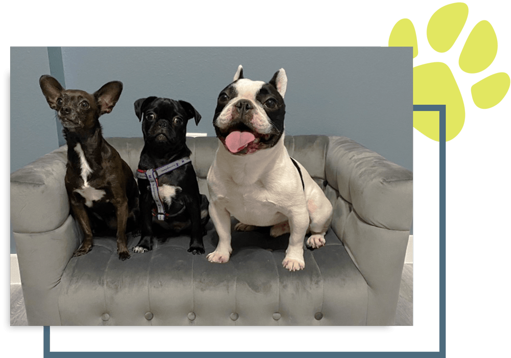 Dog Boarding in Richmond, TX Pet Boarding Lynn's Paw Patrol