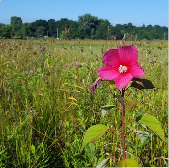 Mitigation Projects Indiana, Illinois River Wetland, Stream