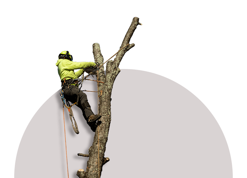 Tree Cutting Service Ponca City Affordable Tree Trimming