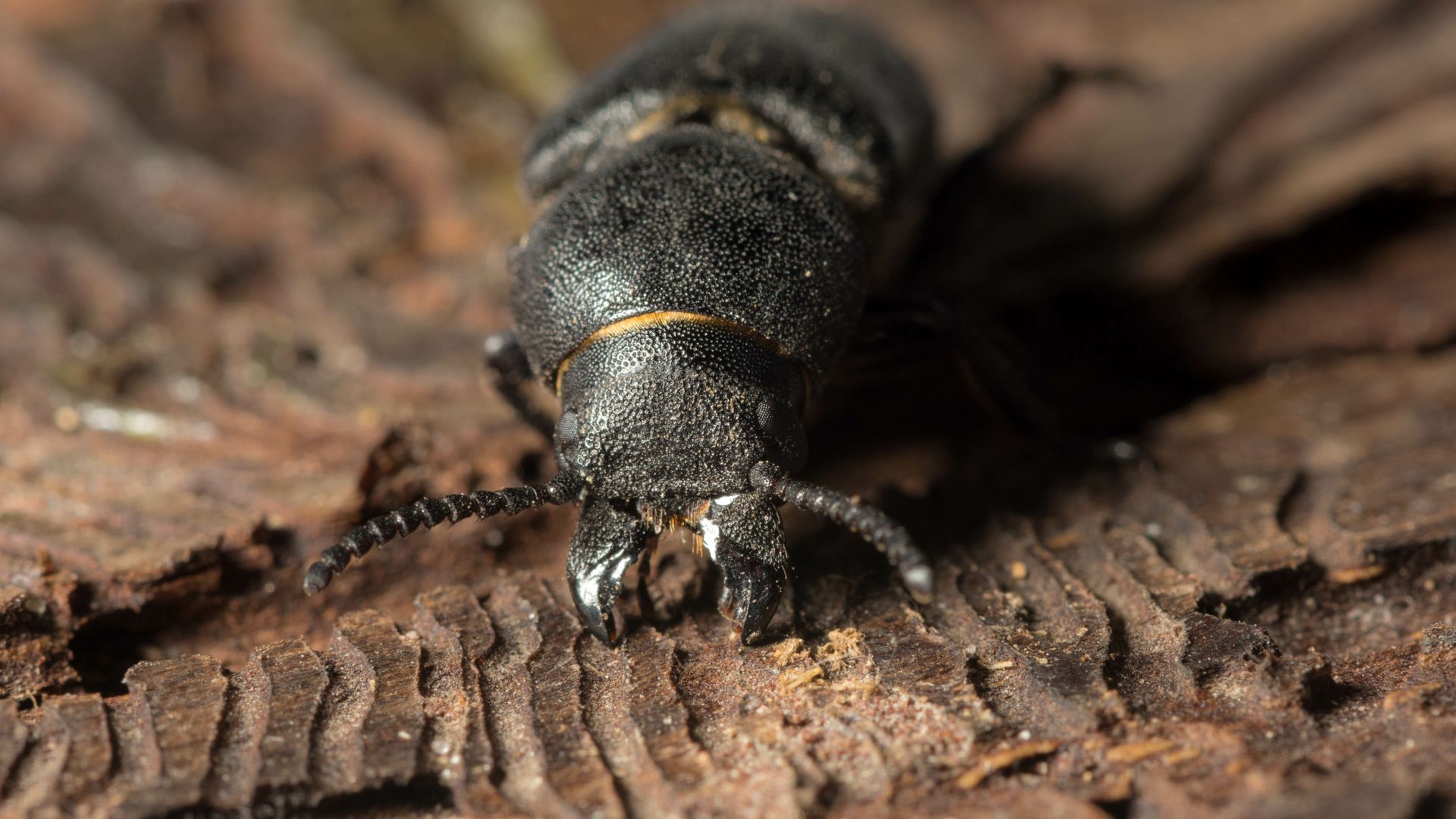 What Does a Beetle Eat? | EcoGuard Pest Management