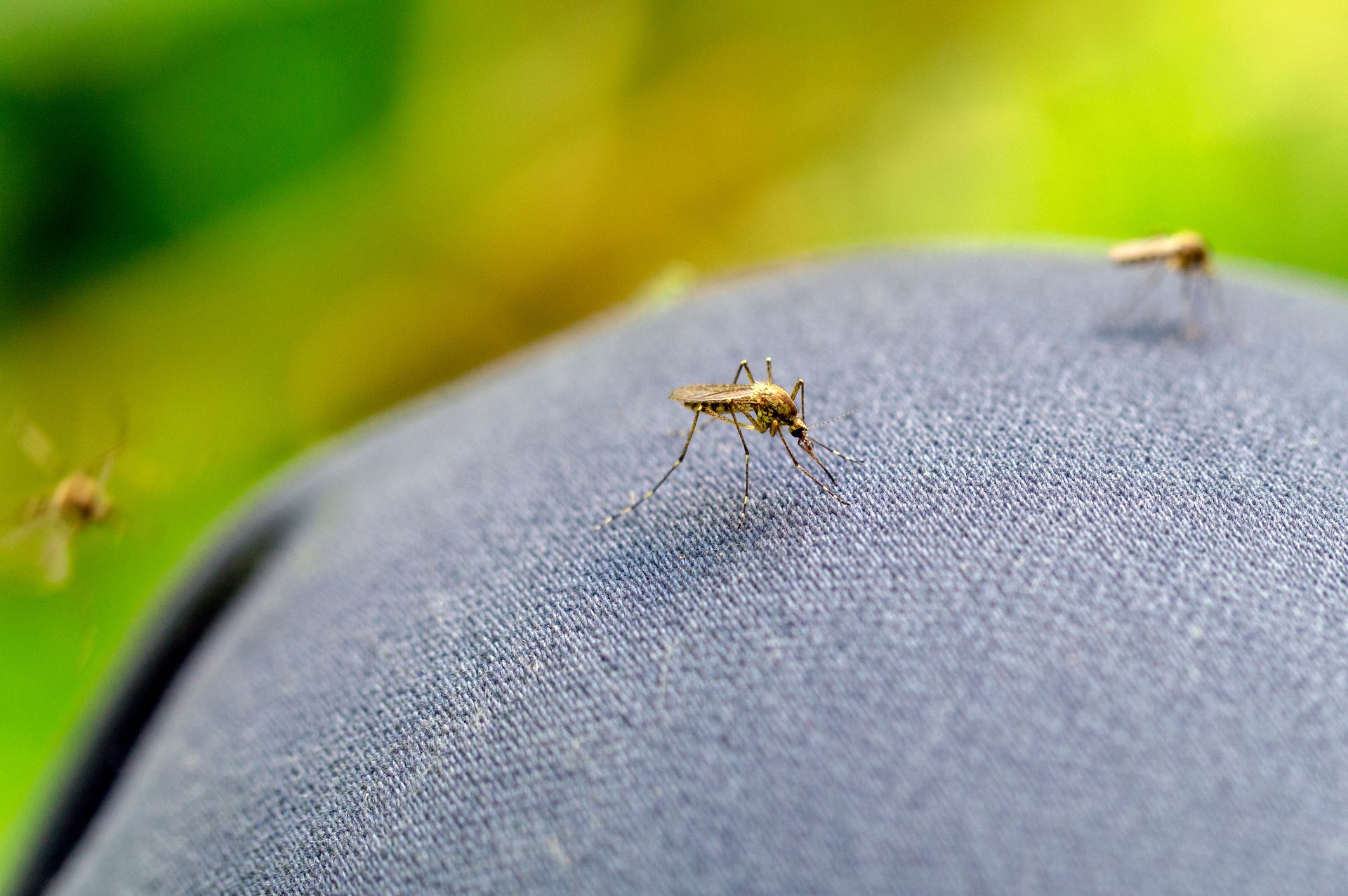 Can Mosquitoes Bite Through Clothes? EcoGuard