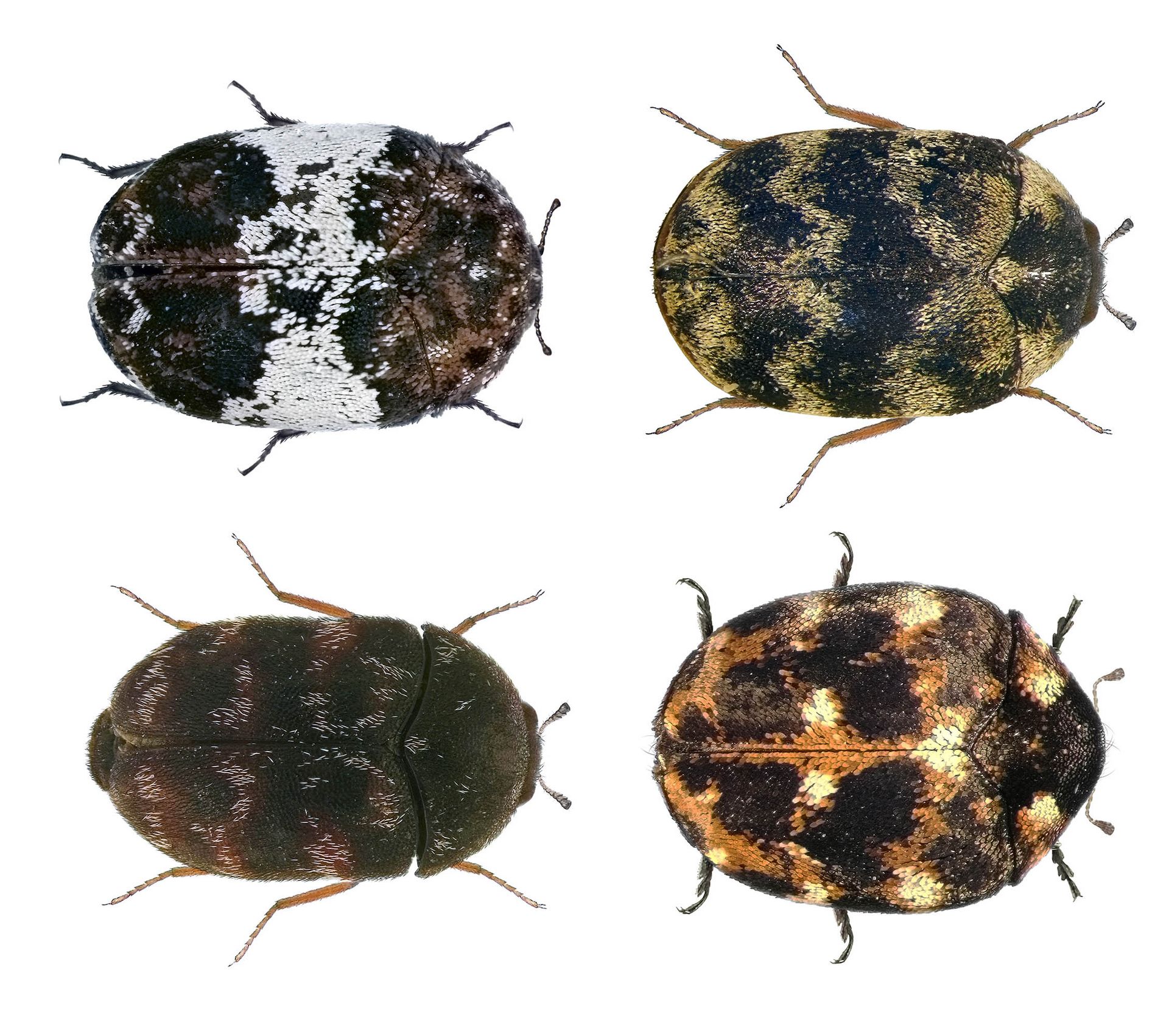 What Are Carpet Beetles? Carpet Beetle Facts & Information
