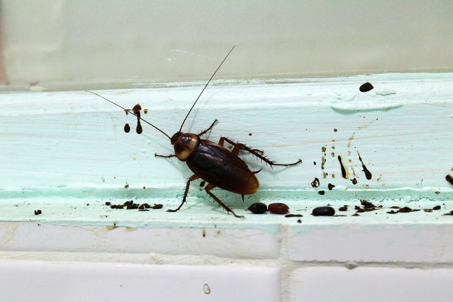 What Are Effective Cockroach Repellents? EcoGuard