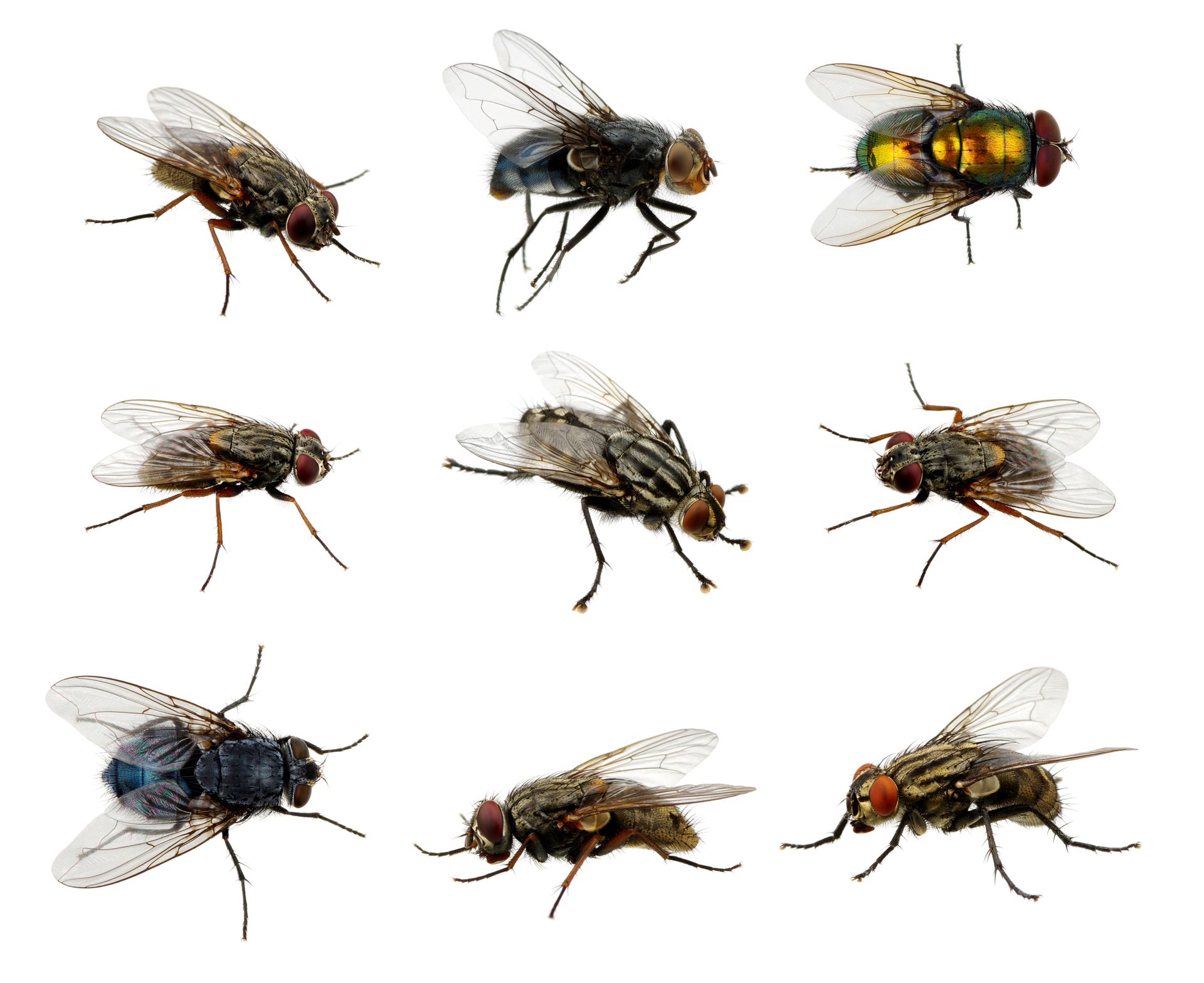 What Are House Flies Most Attracted To Unveiling Their Top Preferences