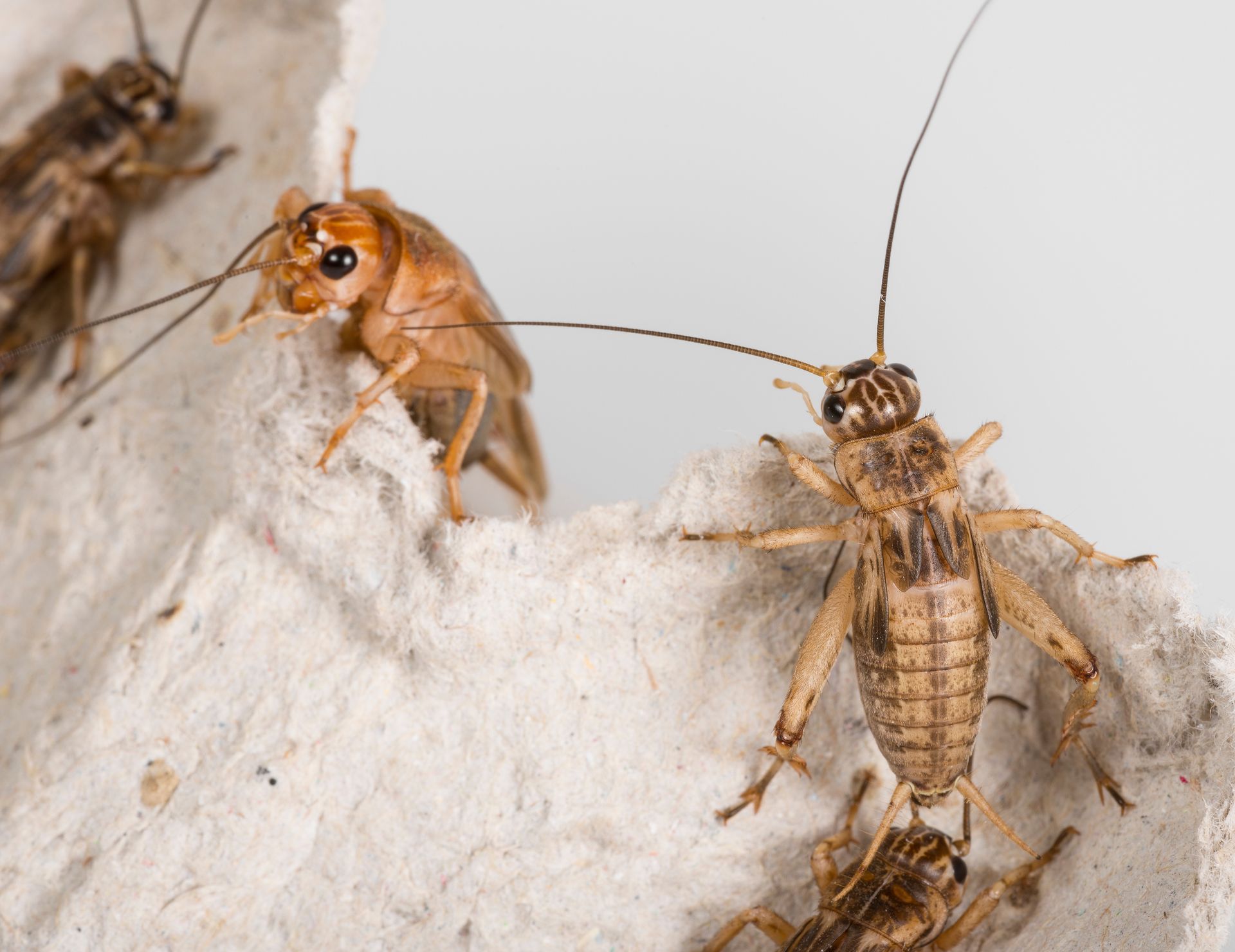 Do Crickets Bite Humans? EcoGuard Pest Management