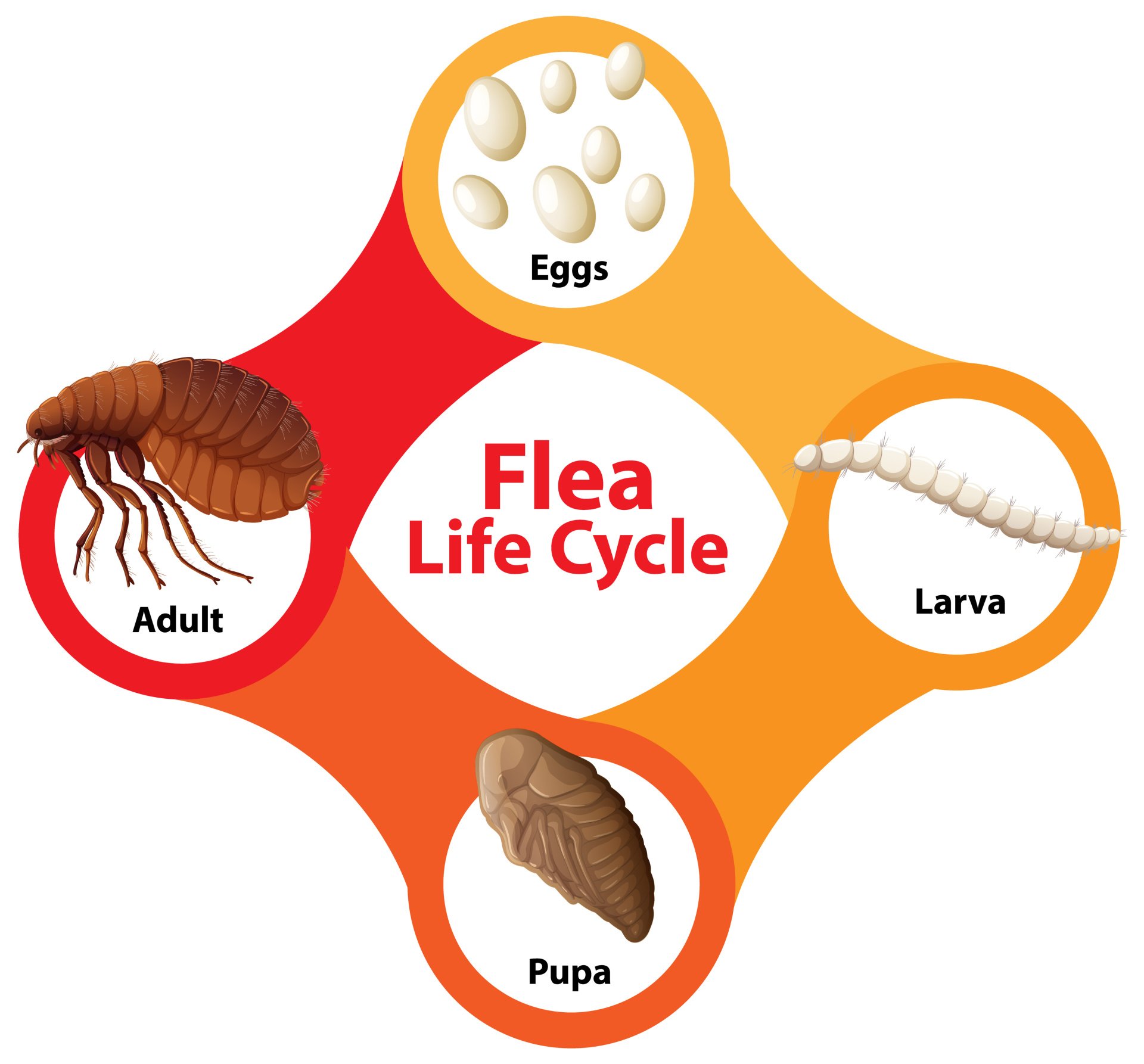 How to Disrupt and Stop the Flea Life Cycle EcoGuard