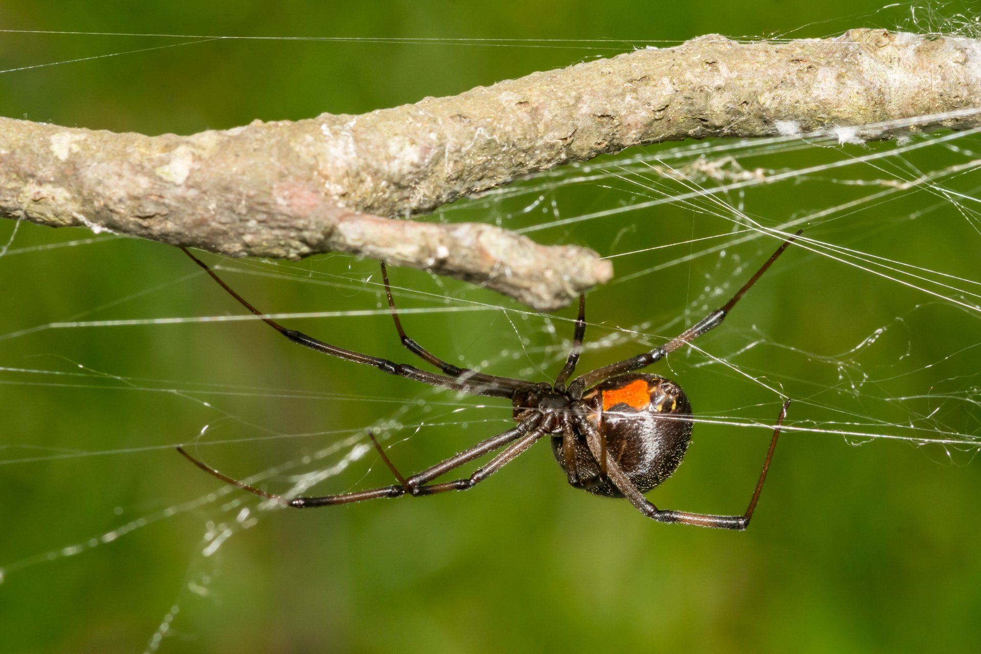 How to Get Rid of Black Widow Spiders EcoGuard Pest Management