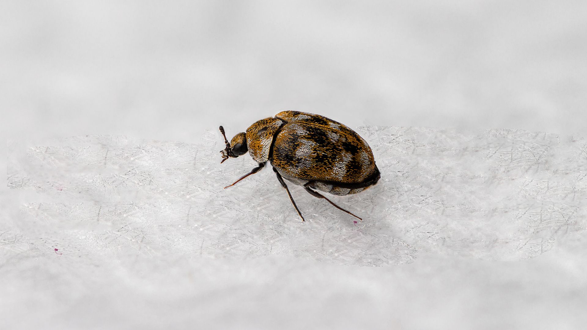 How to Get Rid of Carpet Beetles EcoGuard Pest Management