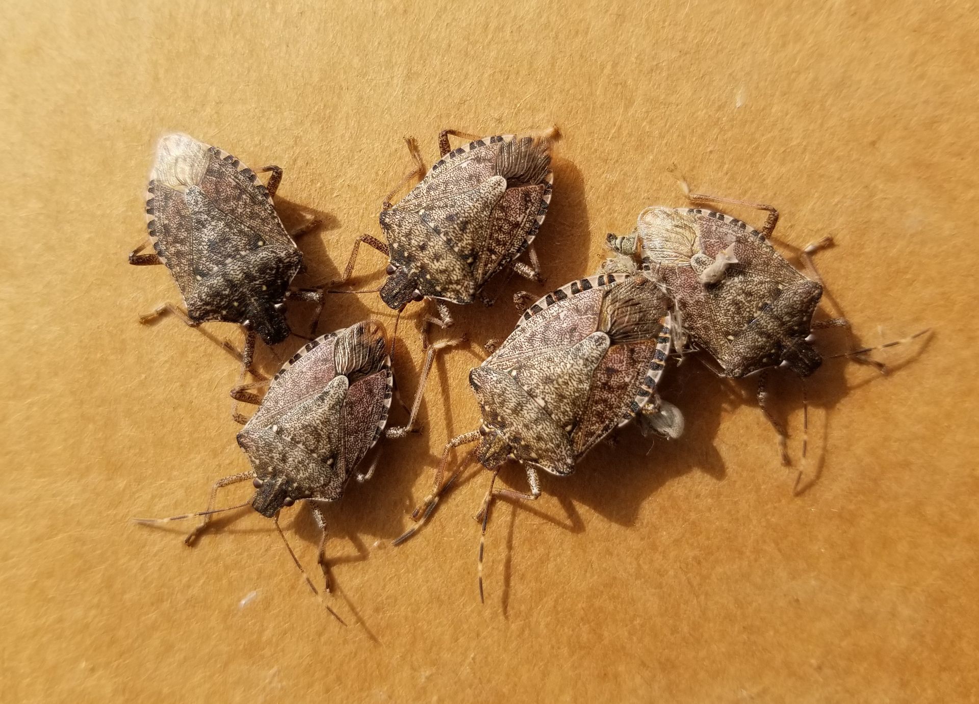 How to Get Rid of Stink Bugs EcoGuard Pest Management