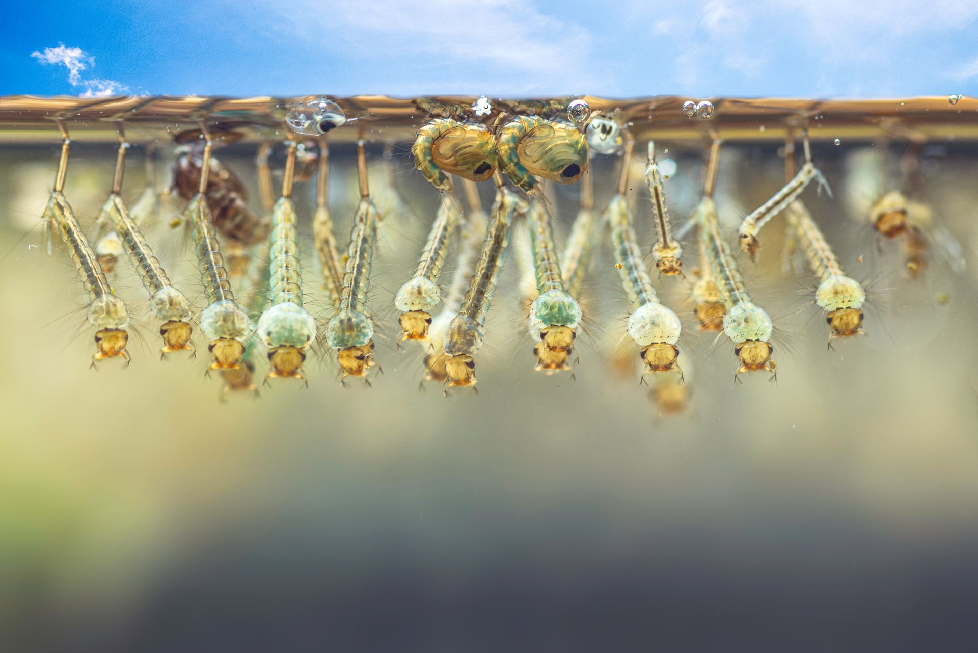 What Does Mosquito Larvae Look Like? EcoGuard